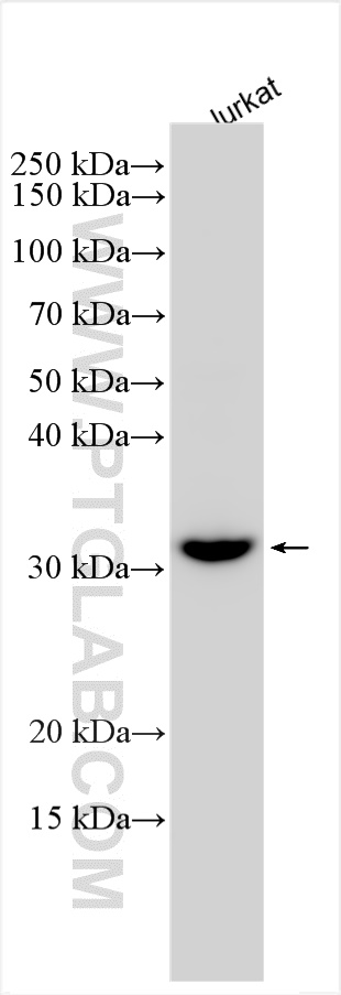 WB analysis of Jurkat using 10511-1-AP