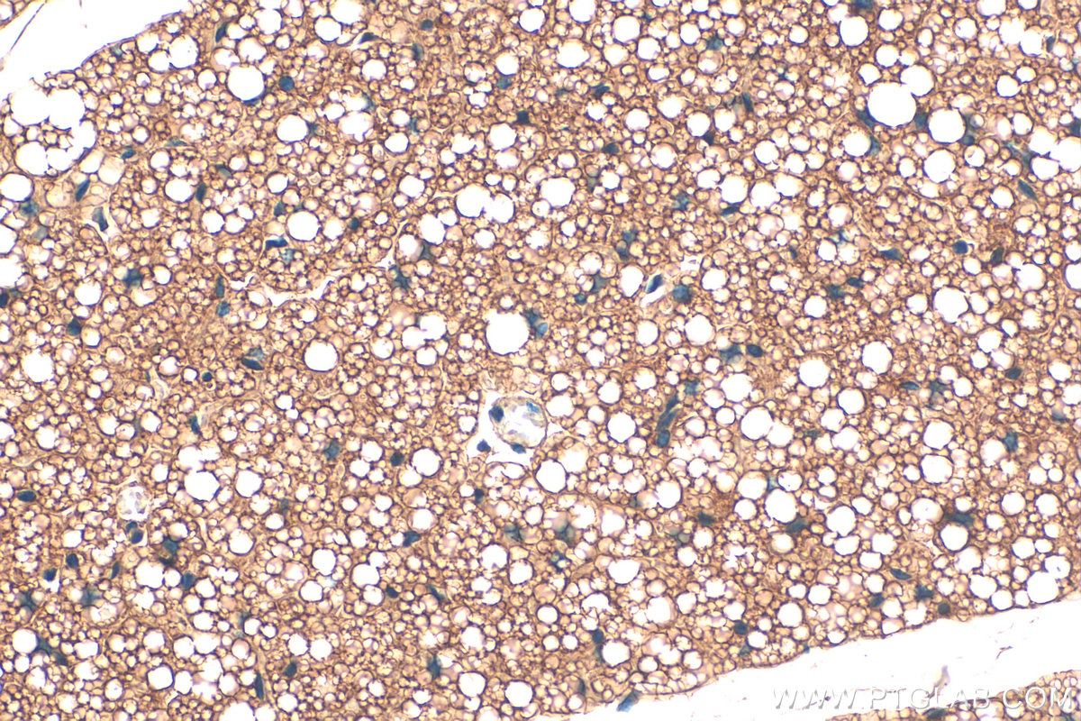 IHC staining of mouse brown adipose using 32710-1-AP
