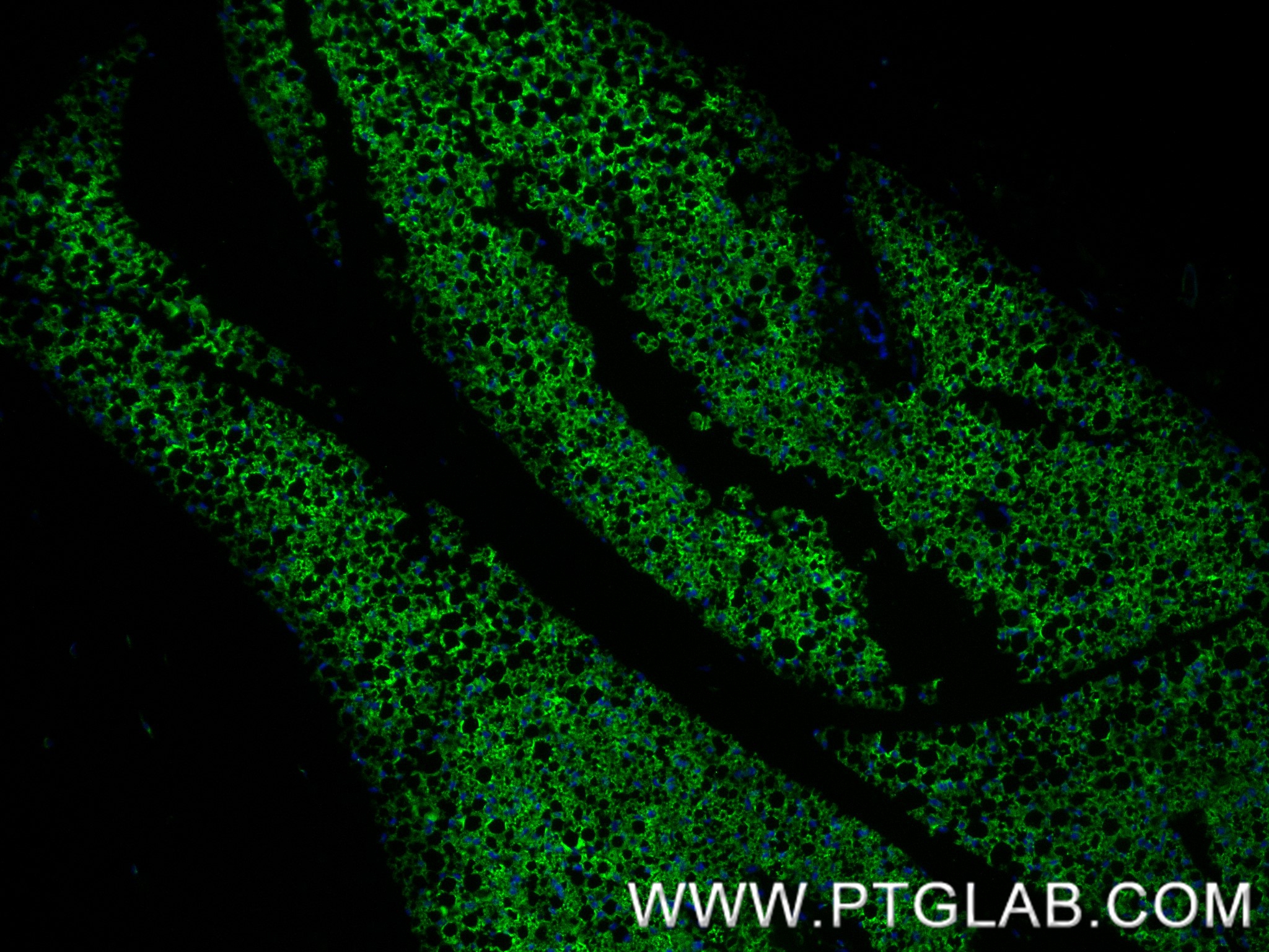 IF Staining of mouse brown adipose using 83870-1-RR (same clone as 83870-1-PBS)