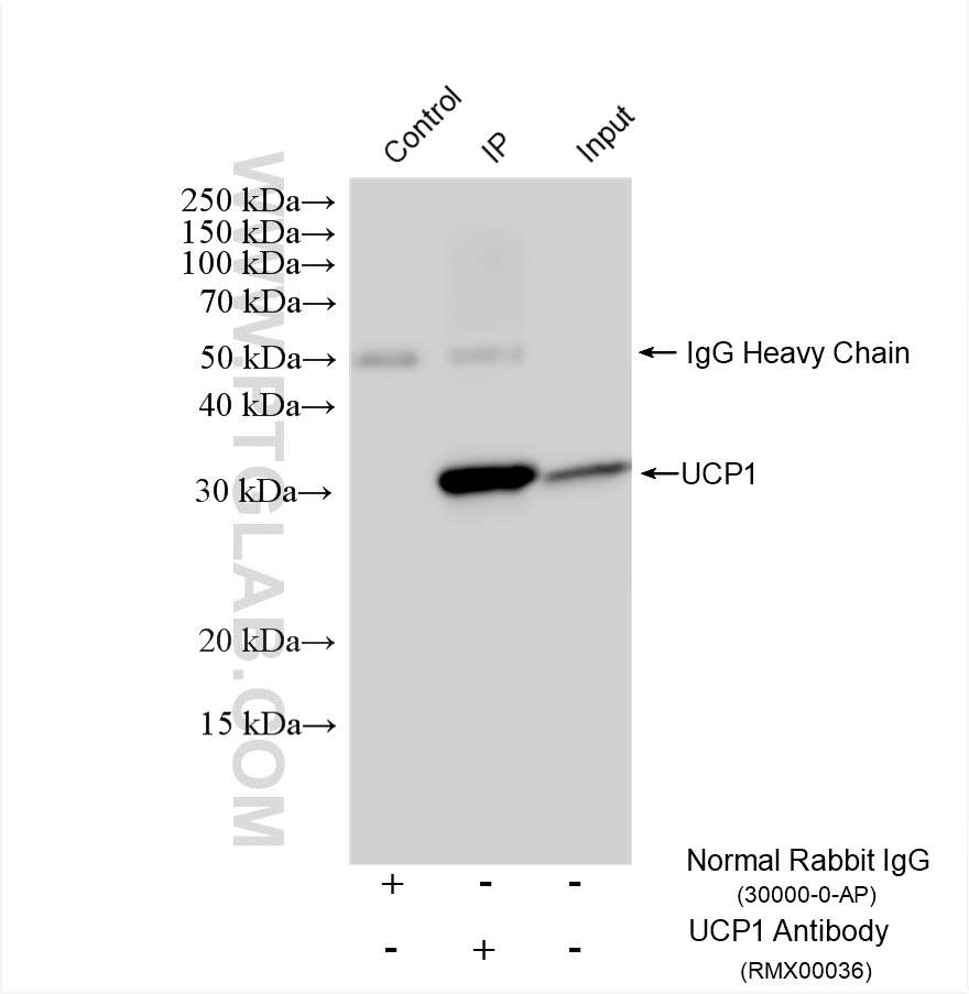IP experiment of mouse brown adipose using RMX00036 IP experiment of mouse brown adipose using RMX00036