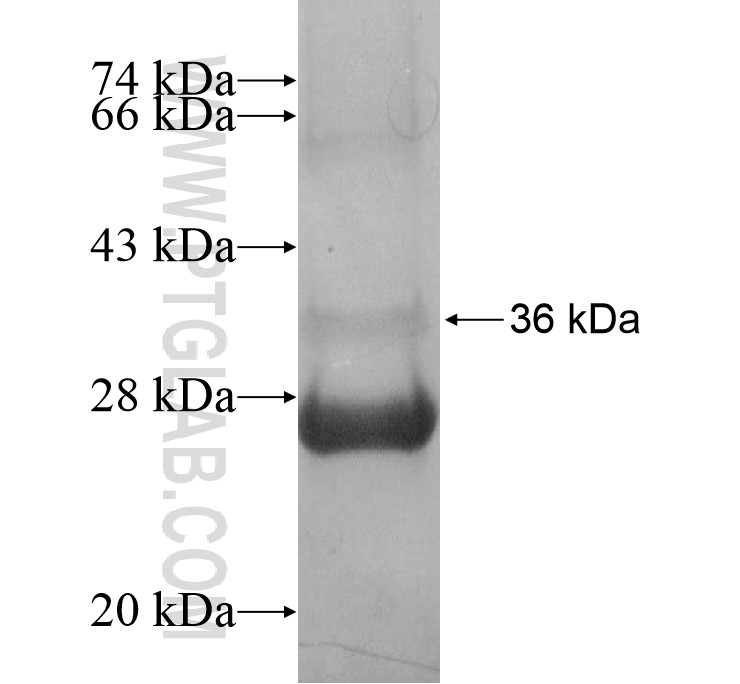 UCP1 fusion protein Ag16153 SDS-PAGE