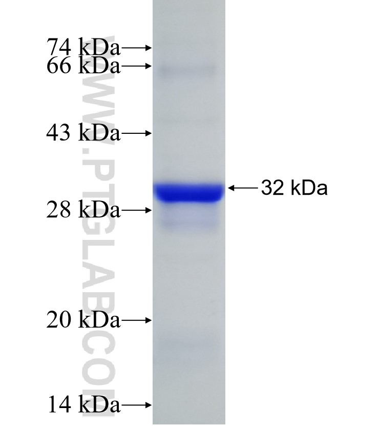 UCP1 fusion protein Ag20388 SDS-PAGE