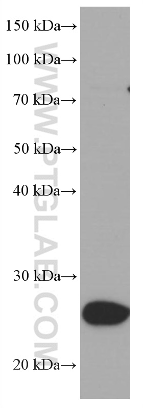 WB analysis of Jurkat using 66700-1-Ig