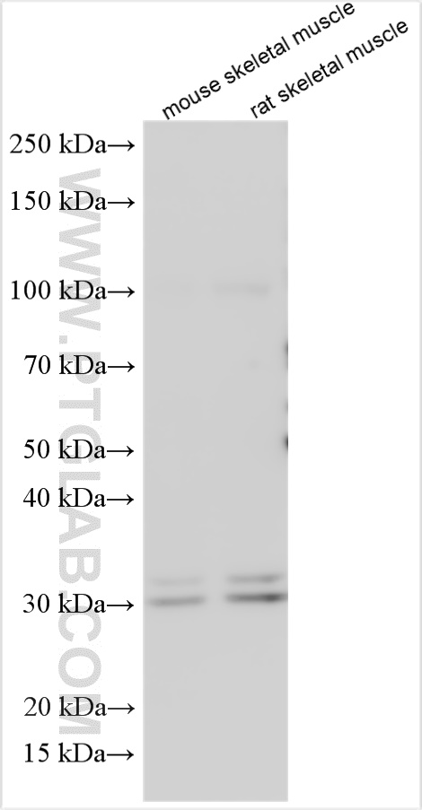 WB analysis using 10750-1-AP