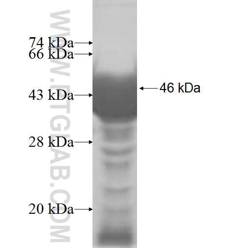 UEVLD fusion protein Ag6805 SDS-PAGE UEVLD fusion protein Ag6805 SDS-PAGE
