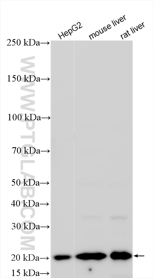 WB analysis using 15783-1-AP WB analysis using 15783-1-AP