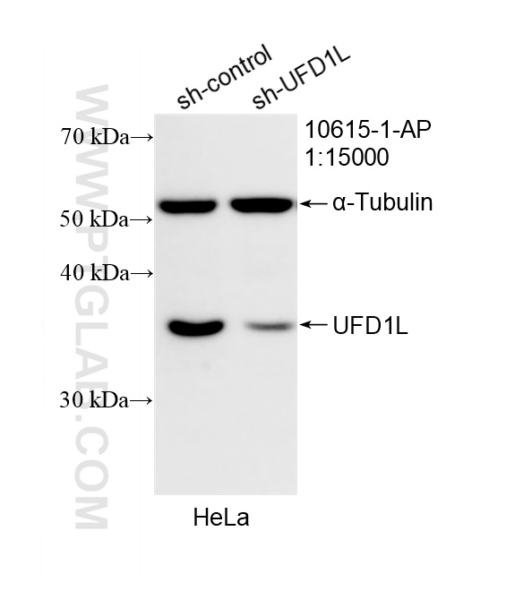 WB result of UFD1L antibody (10615-1-AP; 1:15000; incubated at room temperature for 1.5 hours) with sh-Control and sh-UFD1L transfected HeLa cells. WB analysis of HeLa using 10615-1-AP