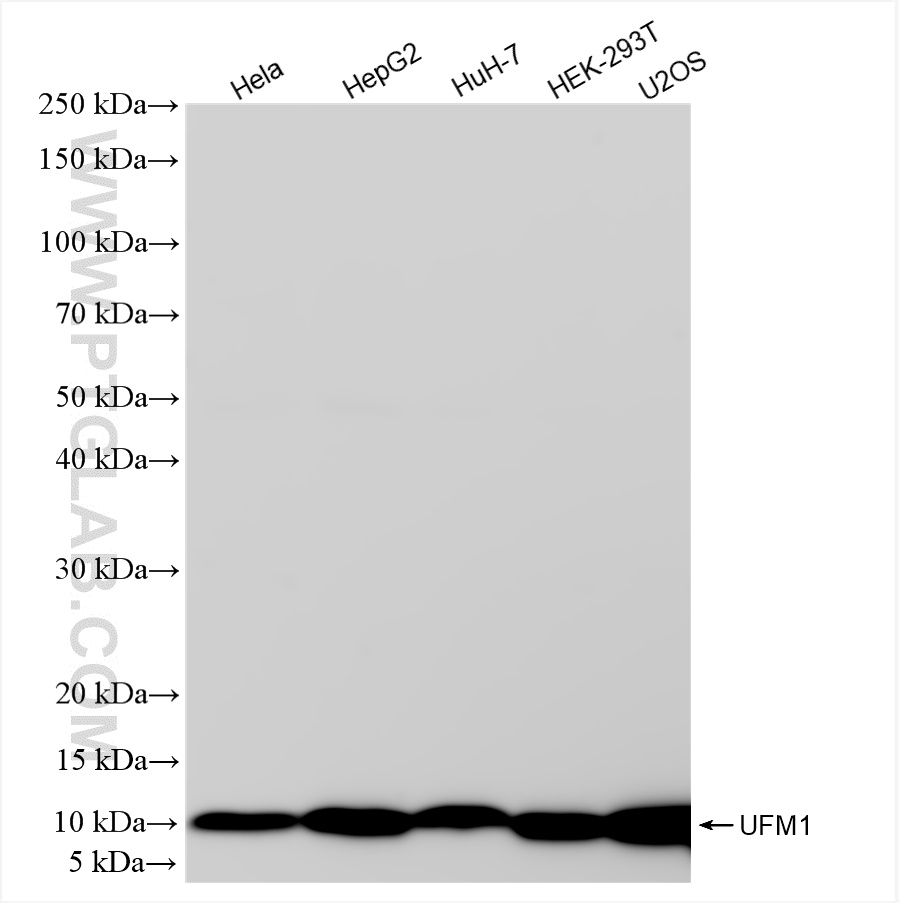 WB analysis using 85068-5-RR (same clone as 85068-5-PBS)