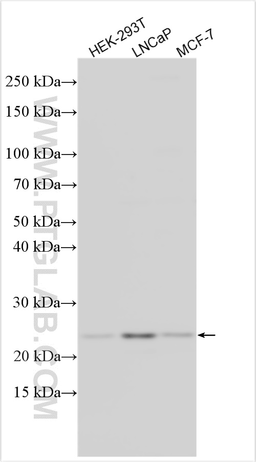WB analysis using 14655-1-AP