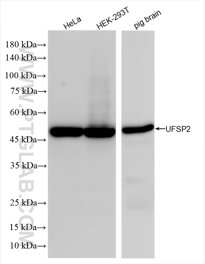 Various lysates were subjected to SDS PAGE followed by western blot with 86436-1-RR (UFSP2 antibody) at dilution of 1:5000 incubated at room temperature for 1.5 hours. WB analysis using 86436-1-RR