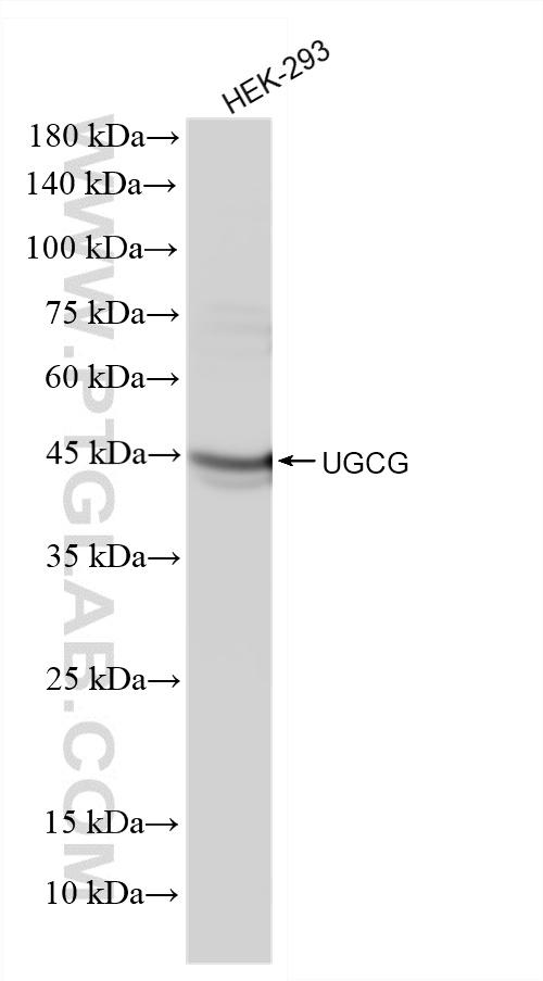 WB analysis of HEK-293 using 33967-1-AP