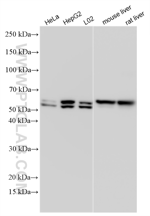 Various lysates were subjected to SDS PAGE followed by western blot with 10391-1-AP (UGP2 antibody) at dilution of 1:15000 incubated at room temperature for 1.5 hours. WB analysis using 10391-1-AP