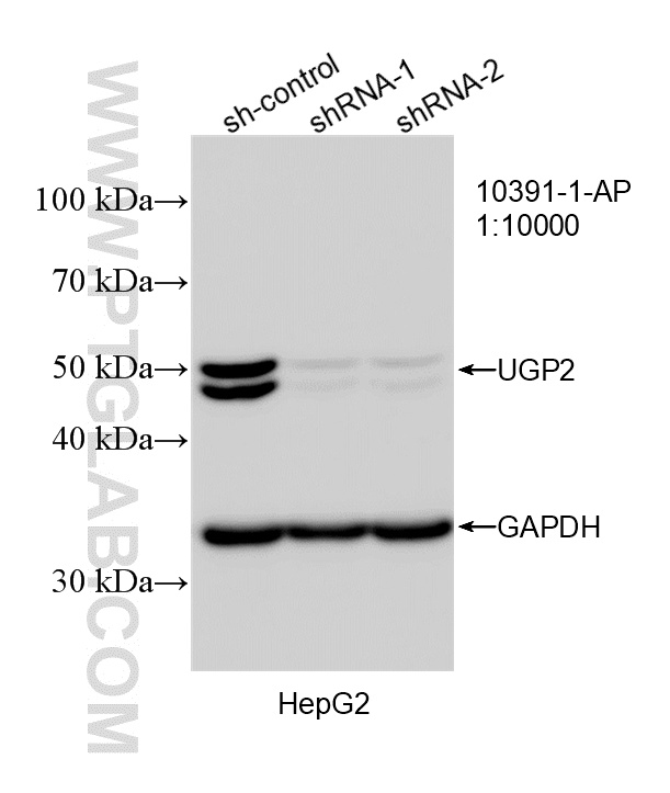 WB result of UGP2 antibody (10391-1-AP; 1:10000; incubated at room temperature for 1.5 hours) with sh-Control and sh-UGP2 transfected HepG2 cells. WB analysis of HepG2 using 10391-1-AP