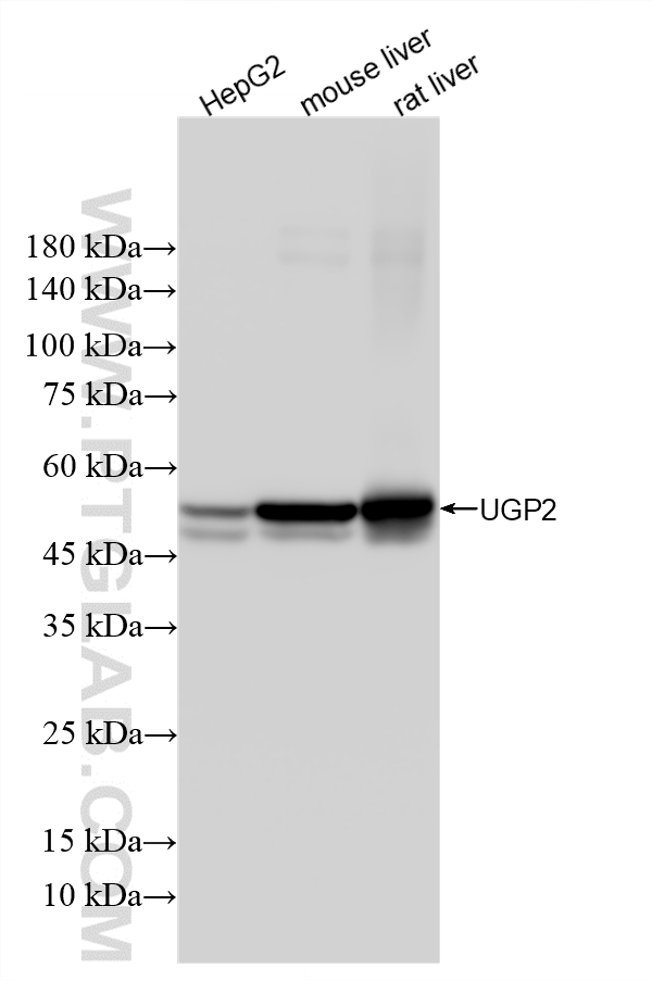 WB analysis using 86699-1-RR (same clone as 86699-1-PBS)