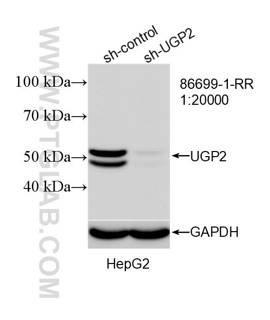 WB analysis of HepG2 using 86699-1-RR (same clone as 86699-1-PBS)