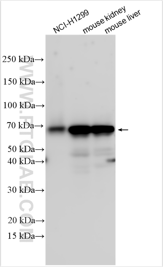 WB analysis using 23765-1-AP