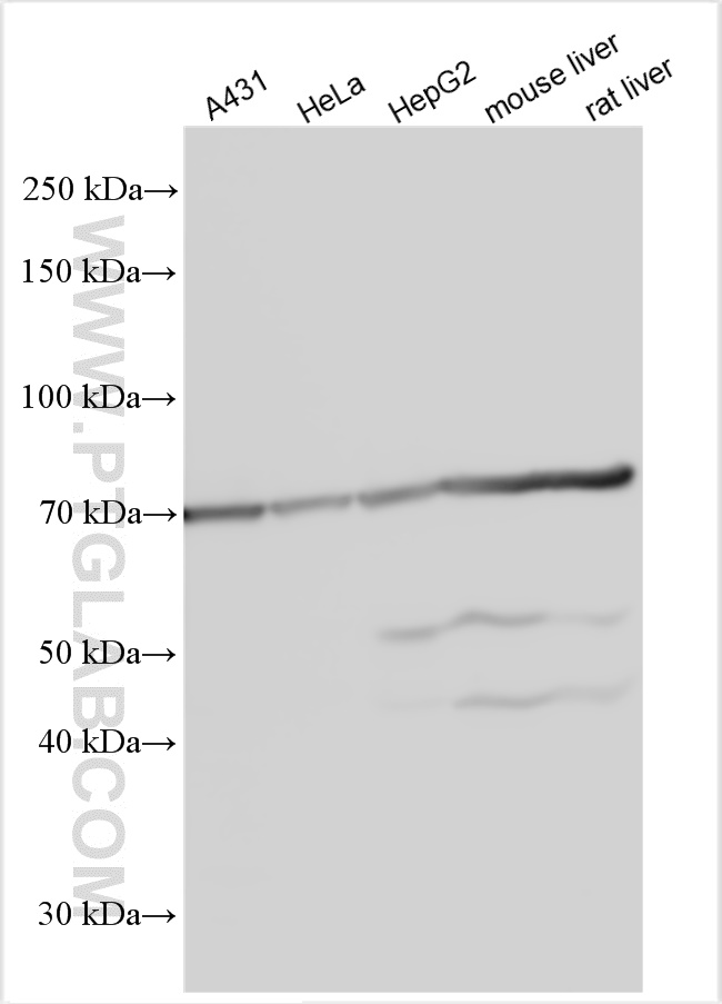 WB analysis using 16663-1-AP