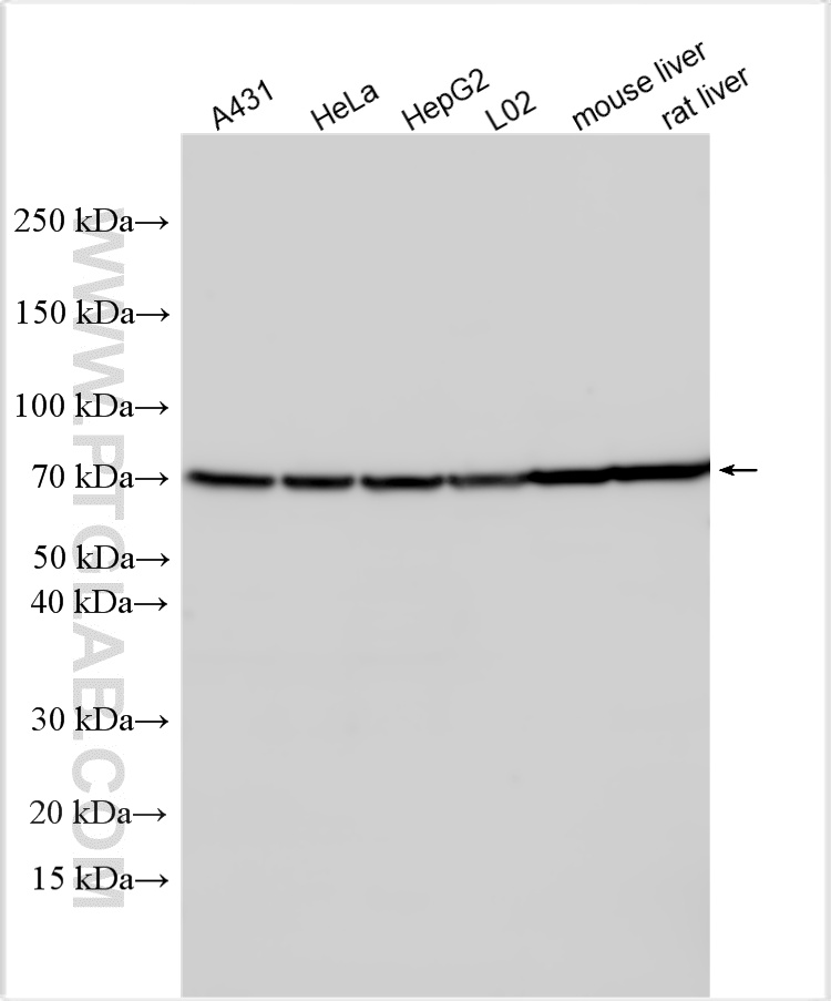 WB analysis using 16663-1-AP