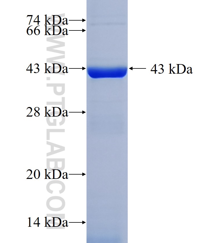 UGT1A9 fusion protein Ag10126 SDS-PAGE UGT1A9 fusion protein Ag10126 SDS-PAGE