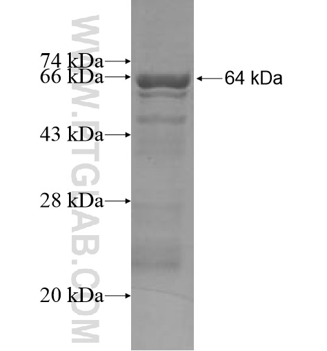 UGT1A9 fusion protein Ag10139 SDS-PAGE