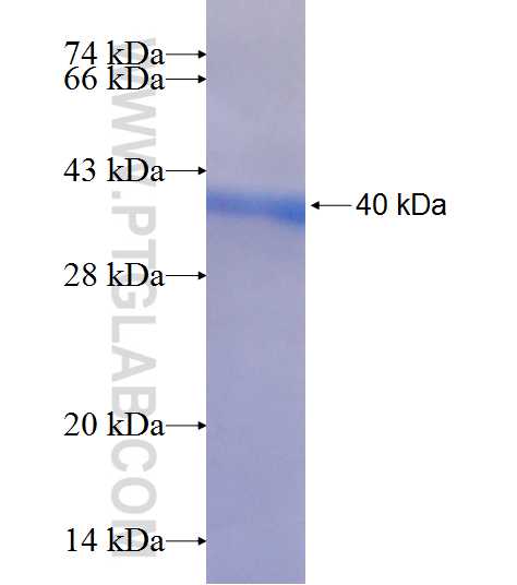 UGT2B4 fusion protein Ag8058 SDS-PAGE