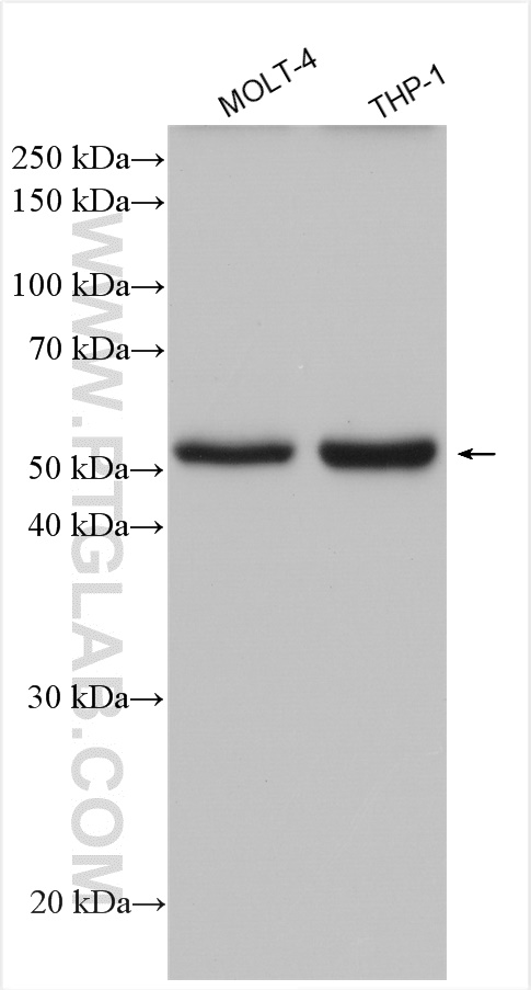 WB analysis using 21366-1-AP