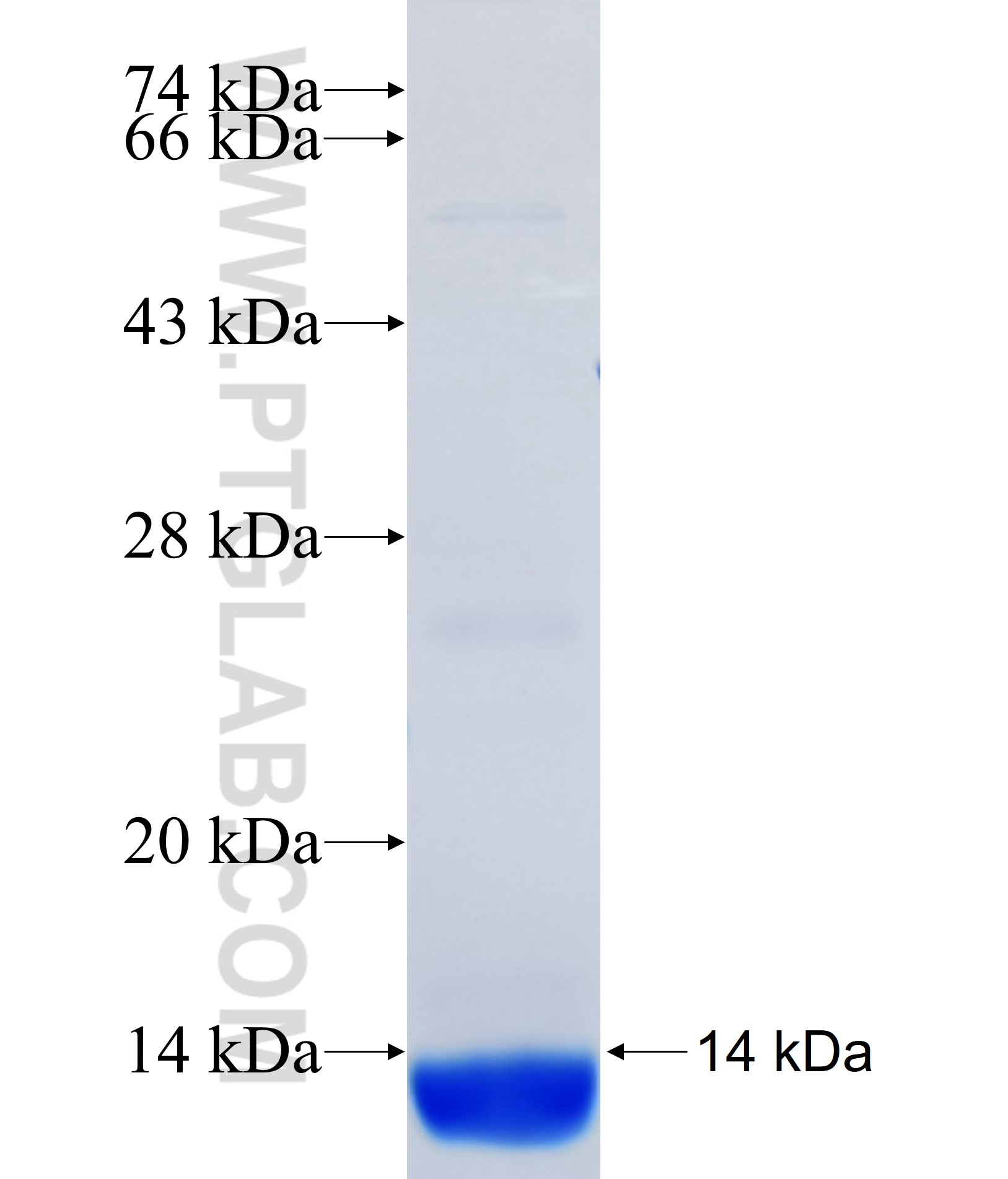 UGT8 fusion protein Ag37186 SDS-PAGE UGT8 fusion protein Ag37186 SDS-PAGE