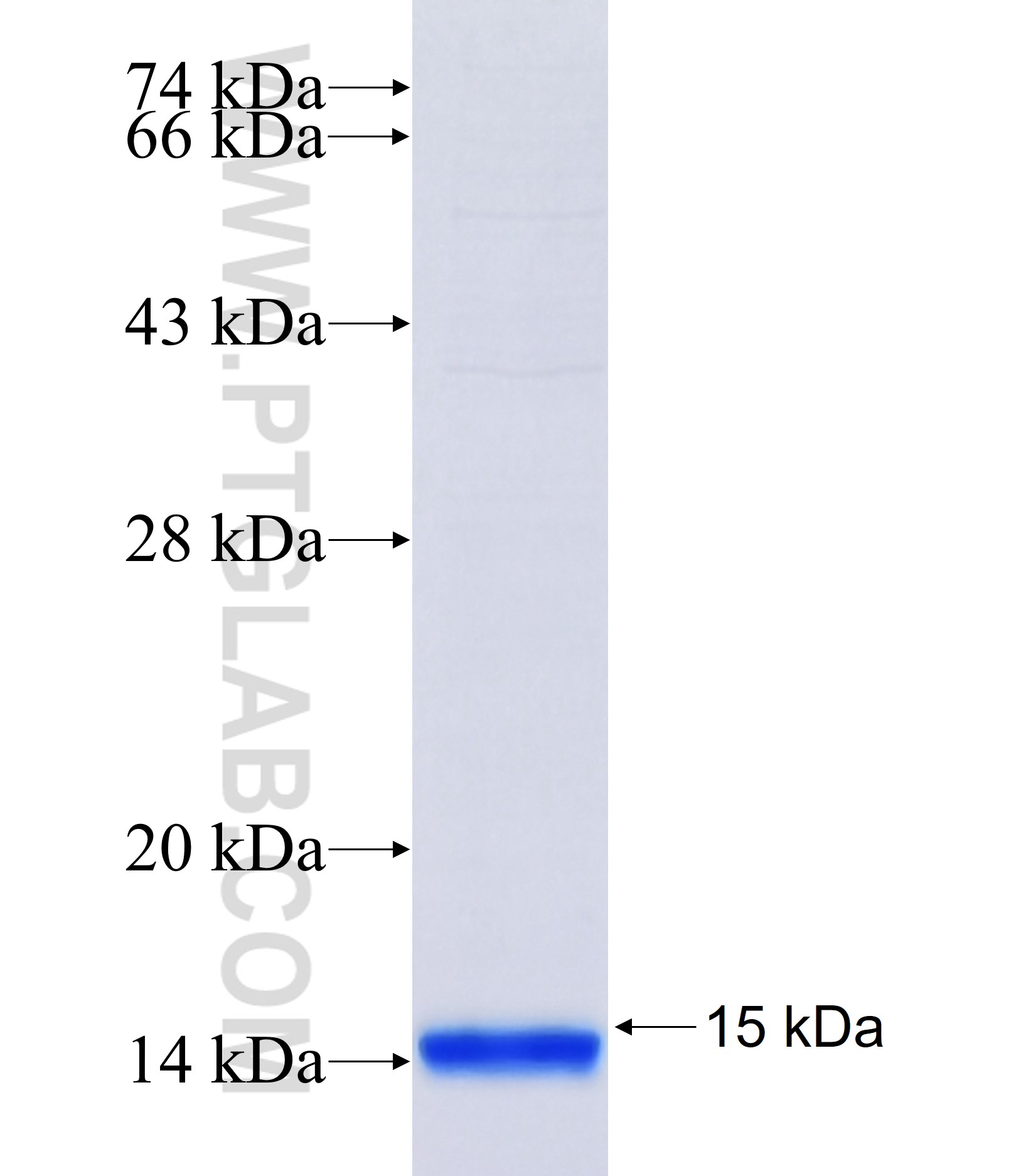 UGT8 fusion protein Ag37187 SDS-PAGE UGT8 fusion protein Ag37187 SDS-PAGE