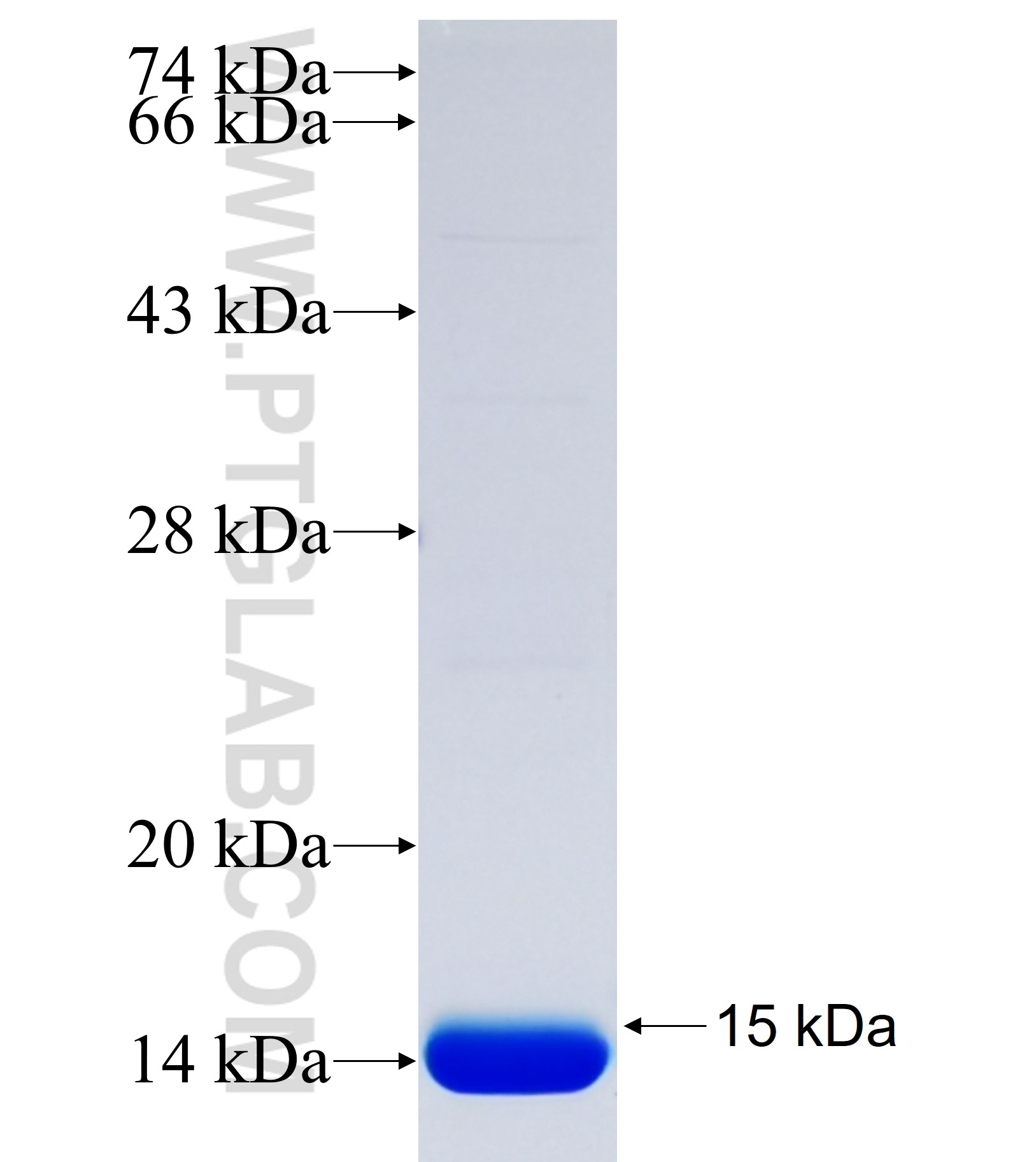 UGT8 fusion protein Ag37188 SDS-PAGE UGT8 fusion protein Ag37188 SDS-PAGE