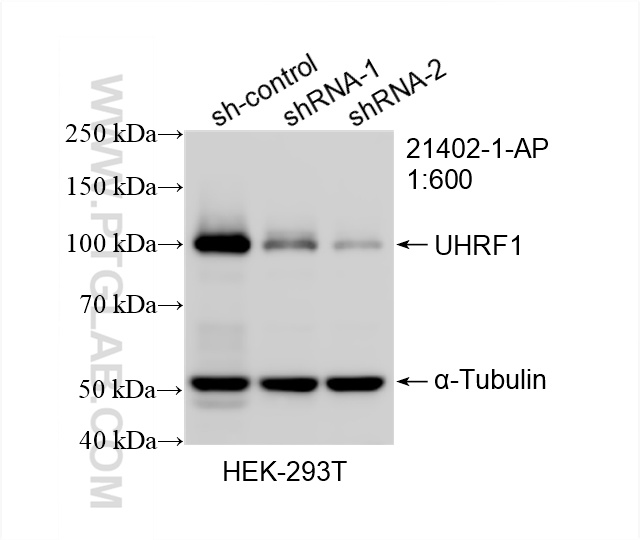 WB analysis of HEK-293T using 21402-1-AP