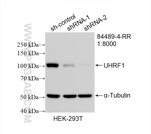 WB analysis of HEK-293T using 84489-4-RR