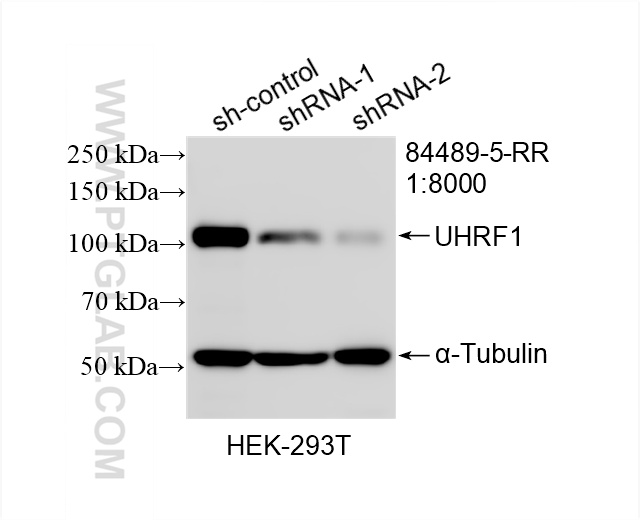 WB analysis of HEK-293T using 84489-5-RR (same clone as 84489-5-PBS)