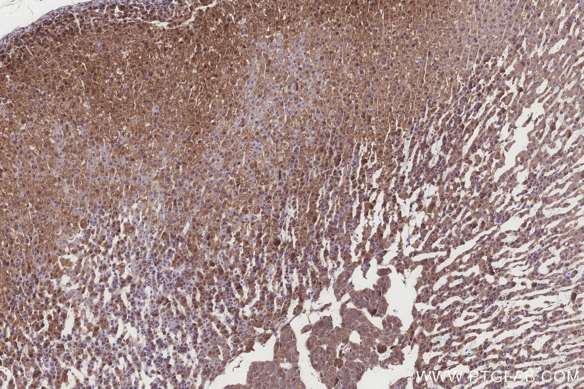 IHC staining of rat adrenal gland using 24345-1-AP IHC staining of rat adrenal gland using 24345-1-AP