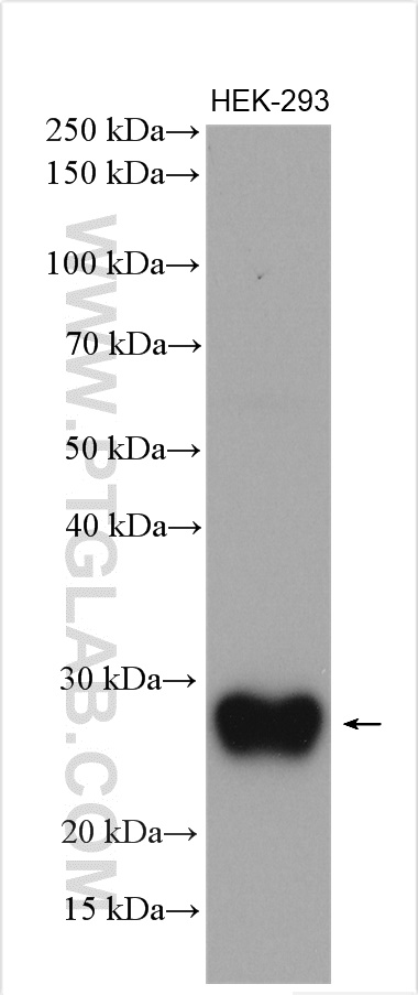 WB analysis of HEK-293 using 17715-1-AP