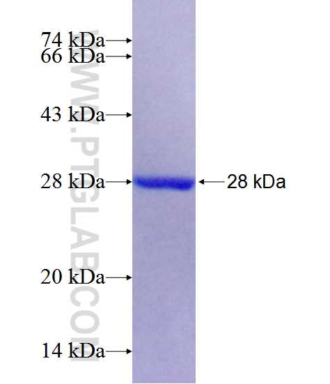 ULBP1 fusion protein Ag12079 SDS-PAGE