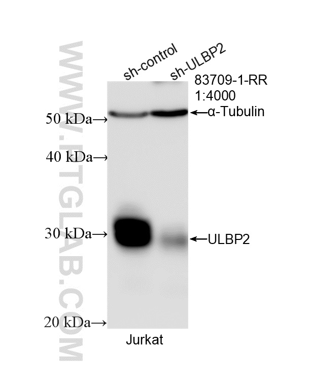 WB analysis of Jurkat using 83709-1-RR
