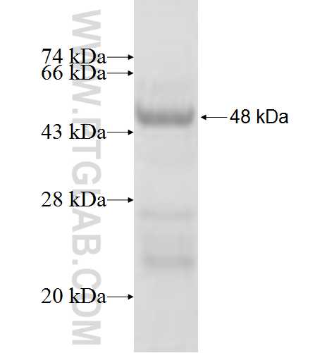 ULBP2 fusion protein Ag3798 SDS-PAGE