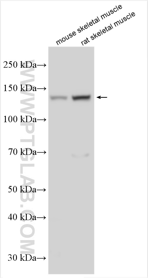 WB analysis using 20986-1-AP