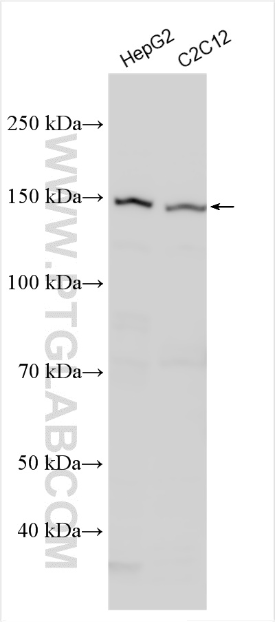 WB analysis using 27352-1-AP