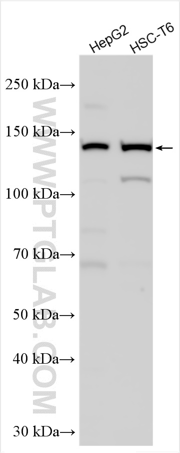 WB analysis using 27352-1-AP