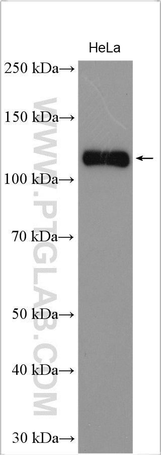 WB analysis of HeLa using 29005-1-AP