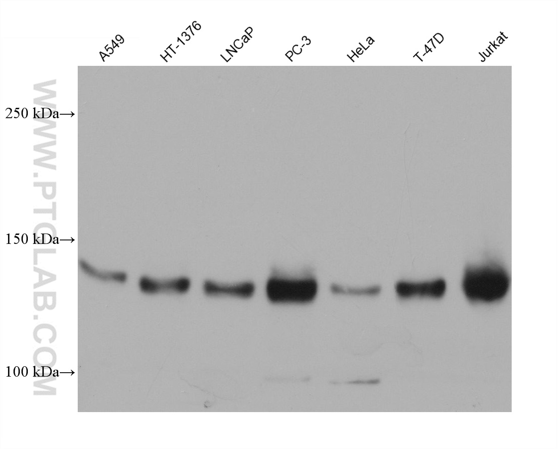 WB analysis using 68445-1-Ig