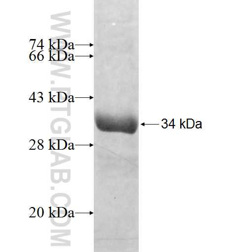 ULK2 fusion protein Ag3695 SDS-PAGE