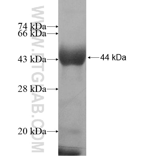ULK4 fusion protein Ag10756 SDS-PAGE