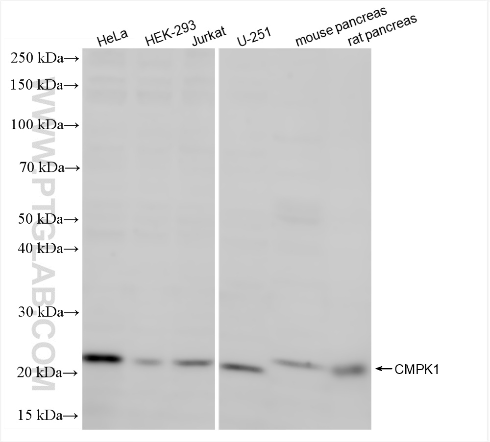 Various lysates were subjected to SDS PAGE followed by western blot with 86475-3-RR (CMPK1 antibody) at dilution of 1:2000 incubated at room temperature for 1.5 hours. WB analysis using 86475-3-RR