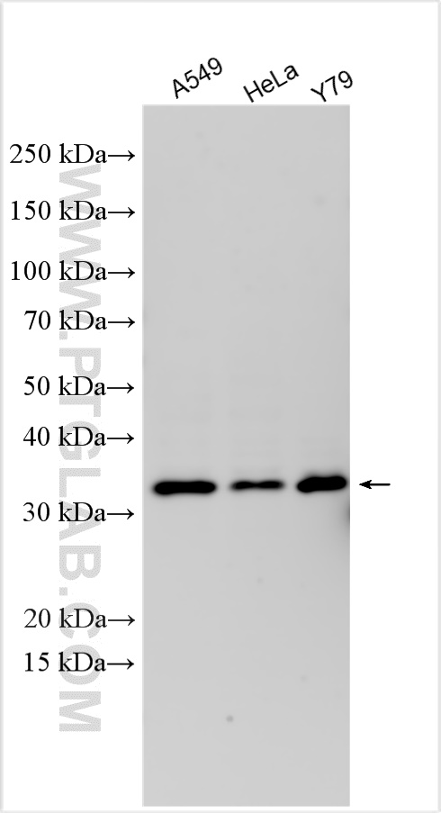 WB analysis using 26535-1-AP