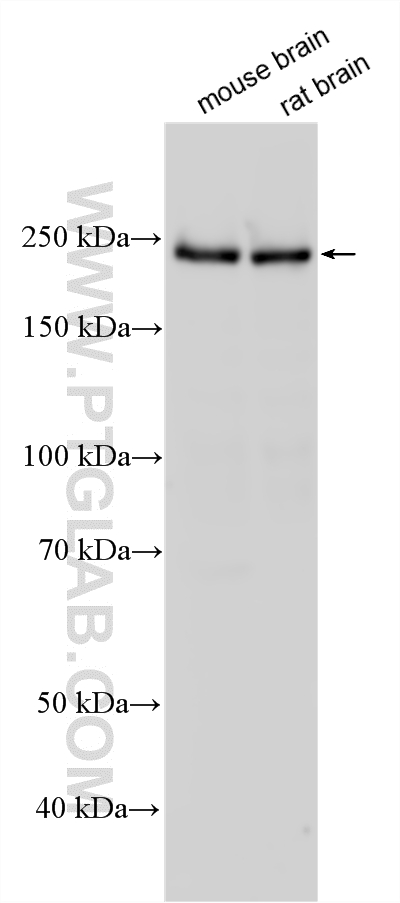 Various lysates were subjected to SDS PAGE followed by western blot with 55053-1-AP (UNC13A antibody) at dilution of 1:20000 incubated at room temperature for 1.5 hours. WB analysis using 55053-1-AP