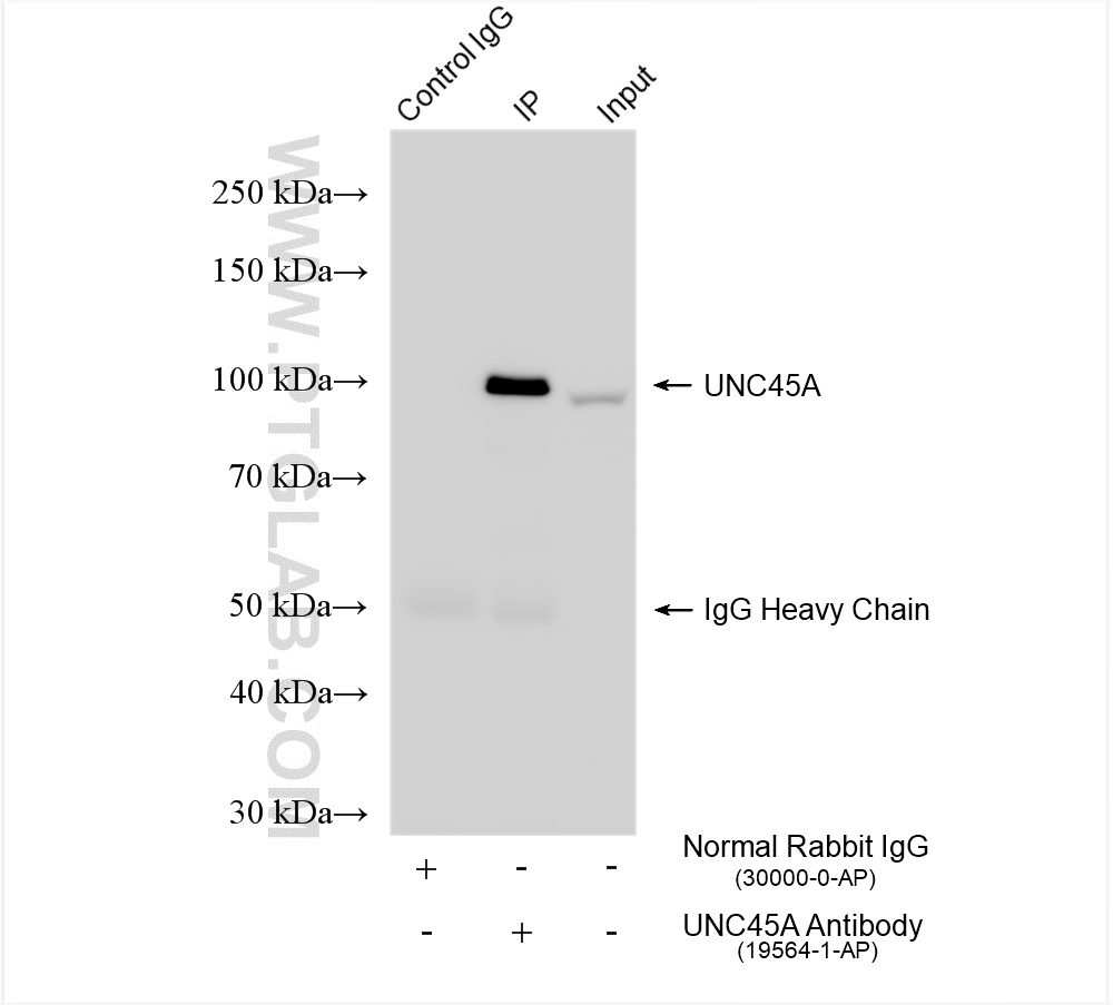 IP experiment of K-562 using 19564-1-AP