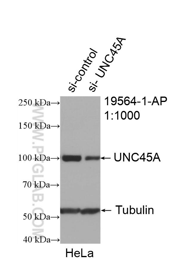 WB analysis of HeLa using 19564-1-AP