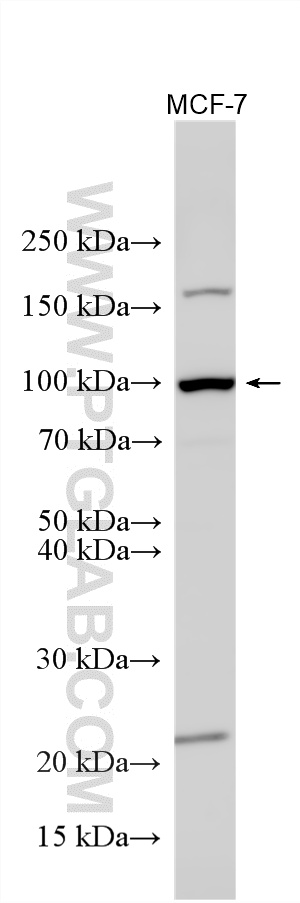 Various lysates were subjected to SDS PAGE followed by western blot with 22068-1-AP (UNC5A antibody) at dilution of 1:4000 incubated at room temperature for 1.5 hours. WB analysis using 22068-1-AP